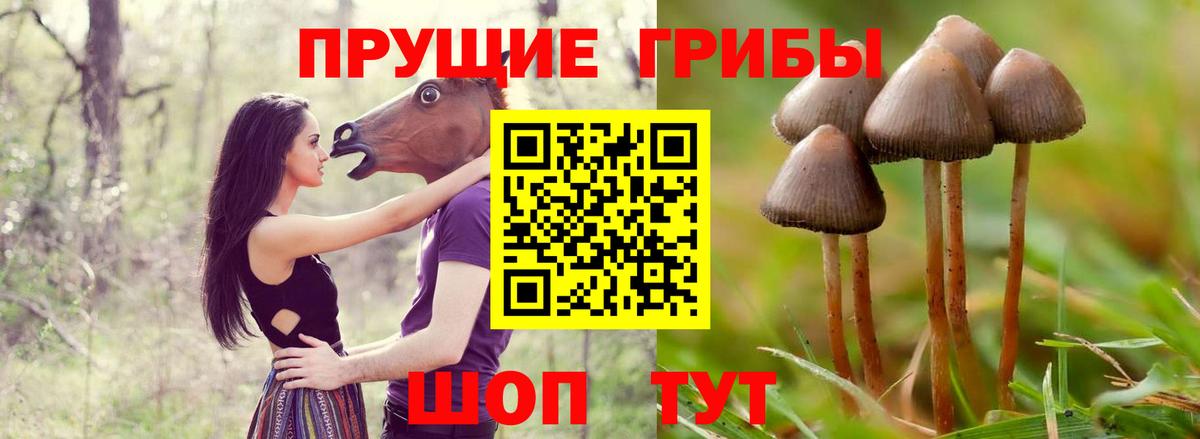 наркошоп  Вход с VPN  Черногорск  Галлюциногенные грибы прущие грибы 